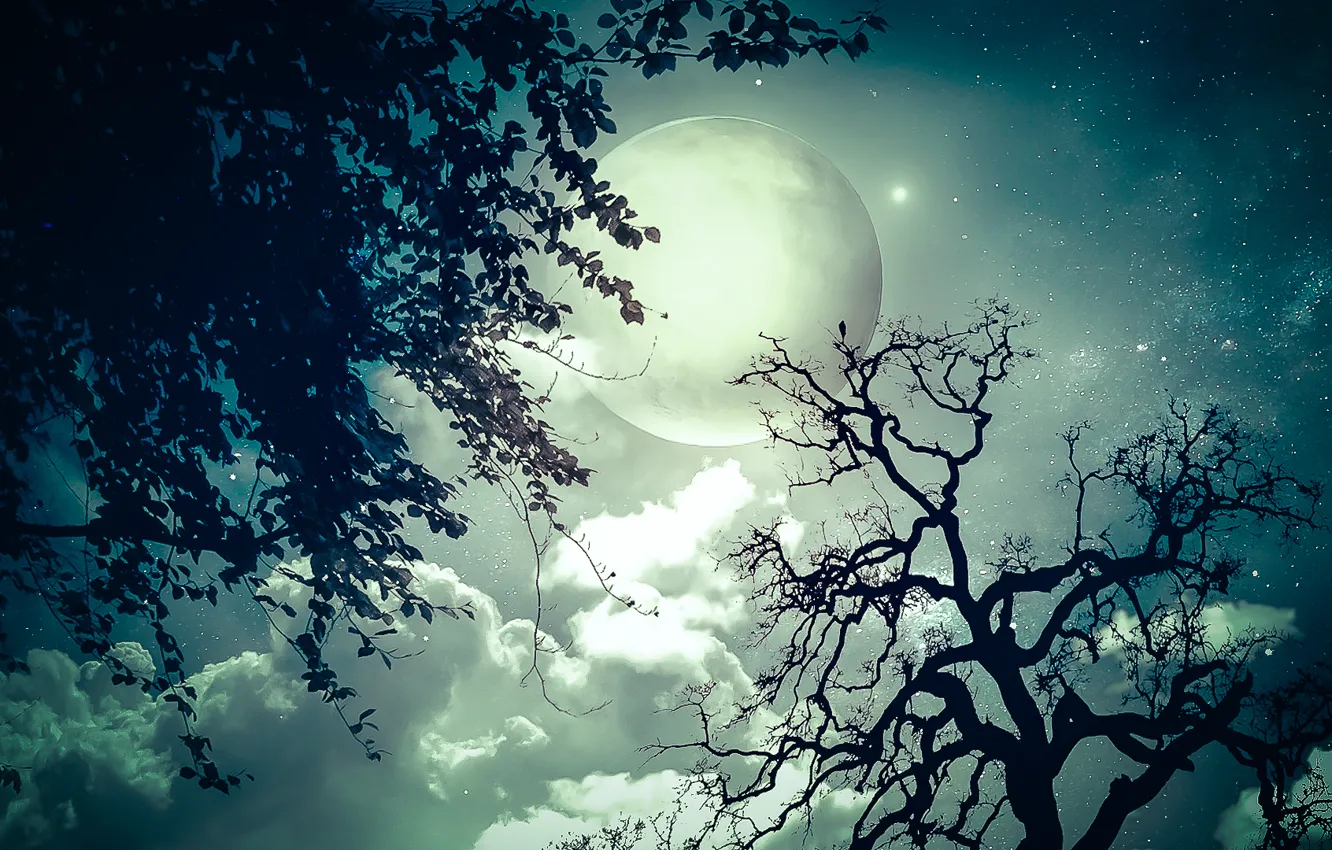 Фото обои звезды, деревья, ночь, ветви, луна