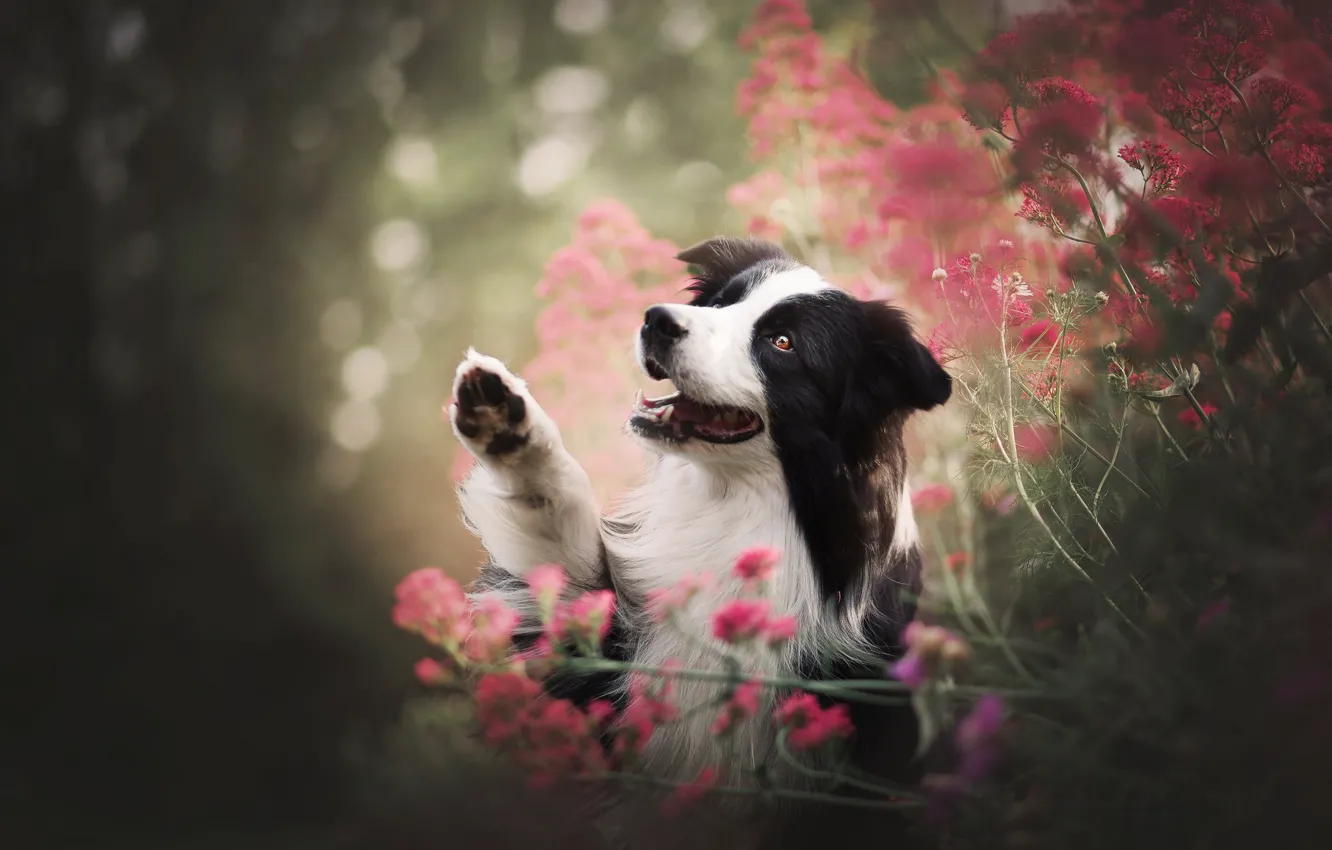 Фото обои морда, цветы, лапа, собака, боке, Бордер-колли
