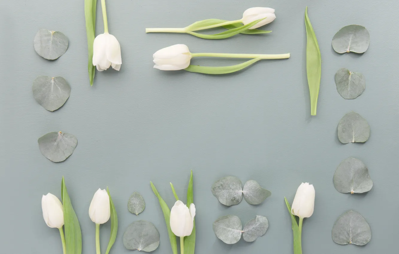 Фото обои листья, цветы, Белый, Тюльпаны