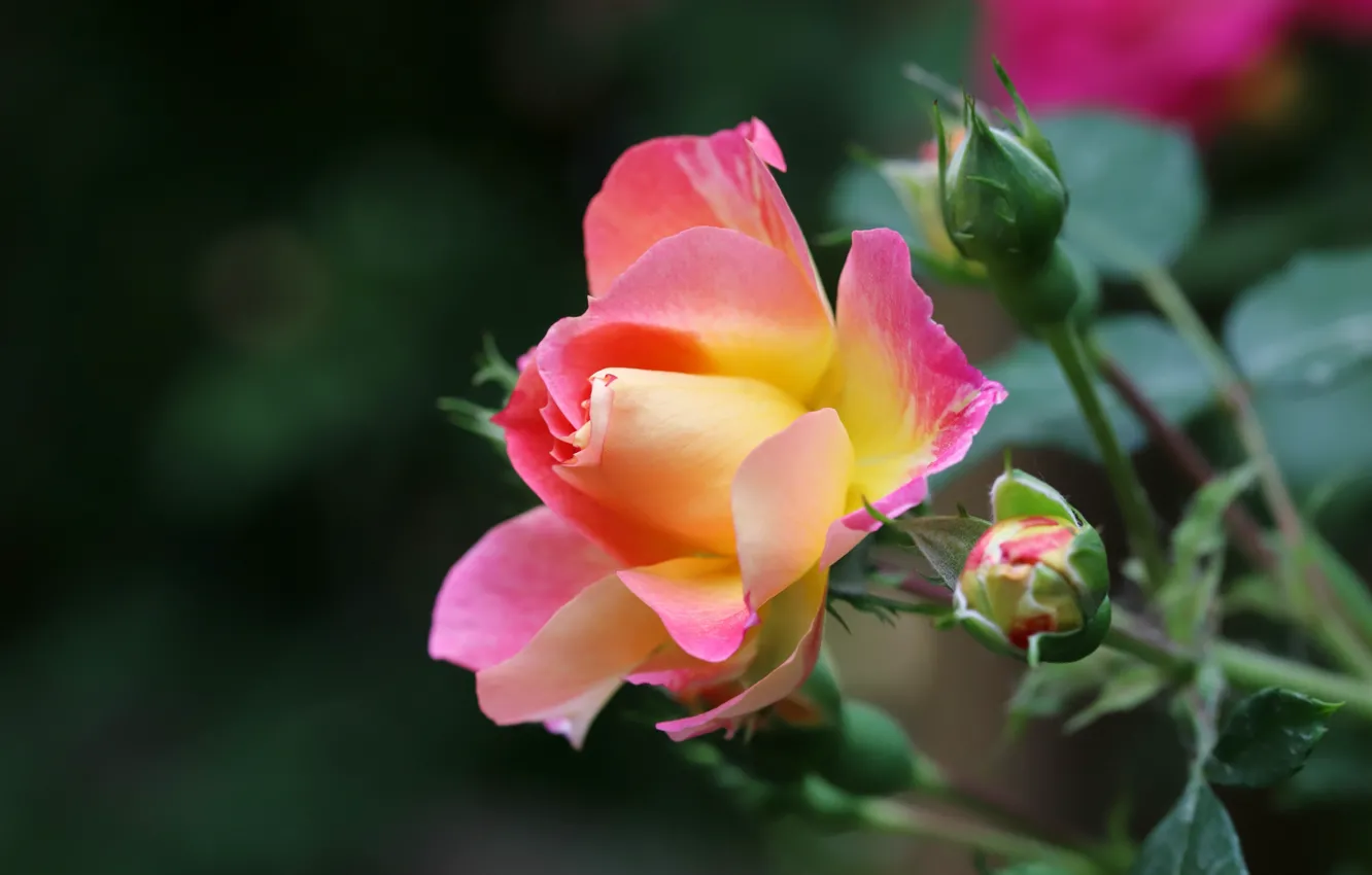 Фото обои цветок, макро, роза, бутоны