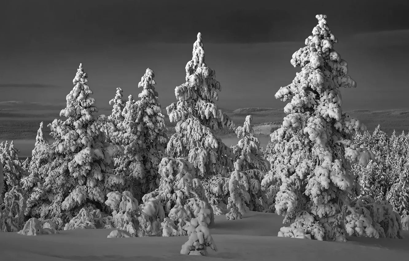 Фото обои зима, лес, снег, ночь