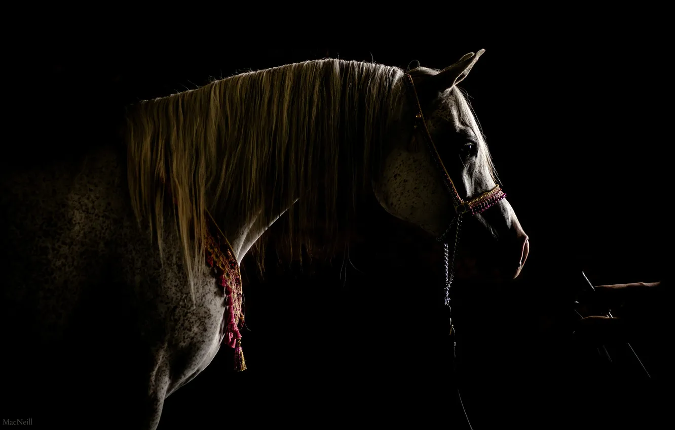 Фото обои фон, конь, стойло