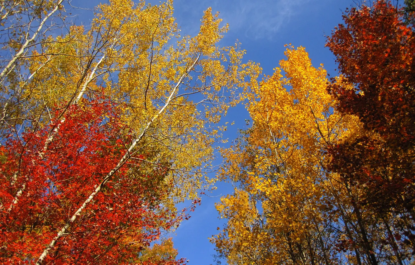 Фото обои осень, небо, листья, деревья, ветки