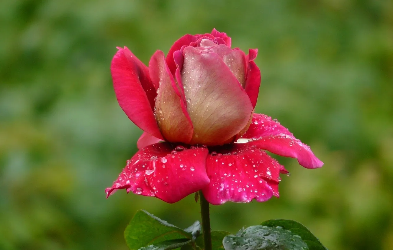 Фото обои капли, роса, роза, лепестки, бутон