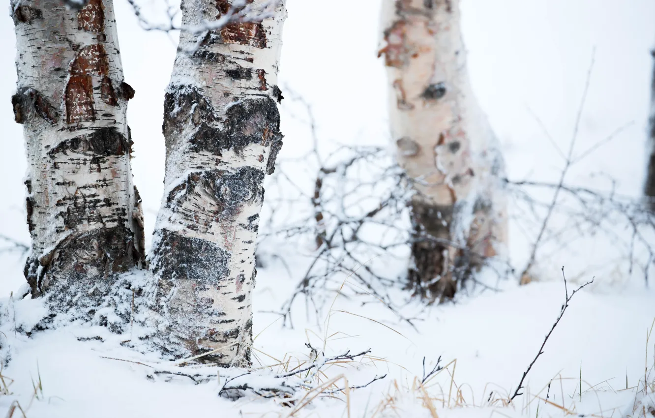 Фото обои зима, снег, деревья, березы