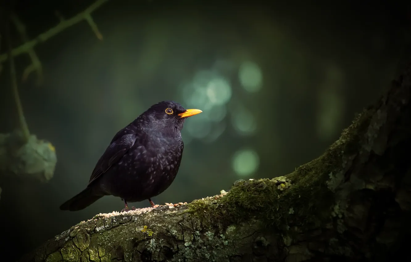 Фото обои природа, птица, Blackbird