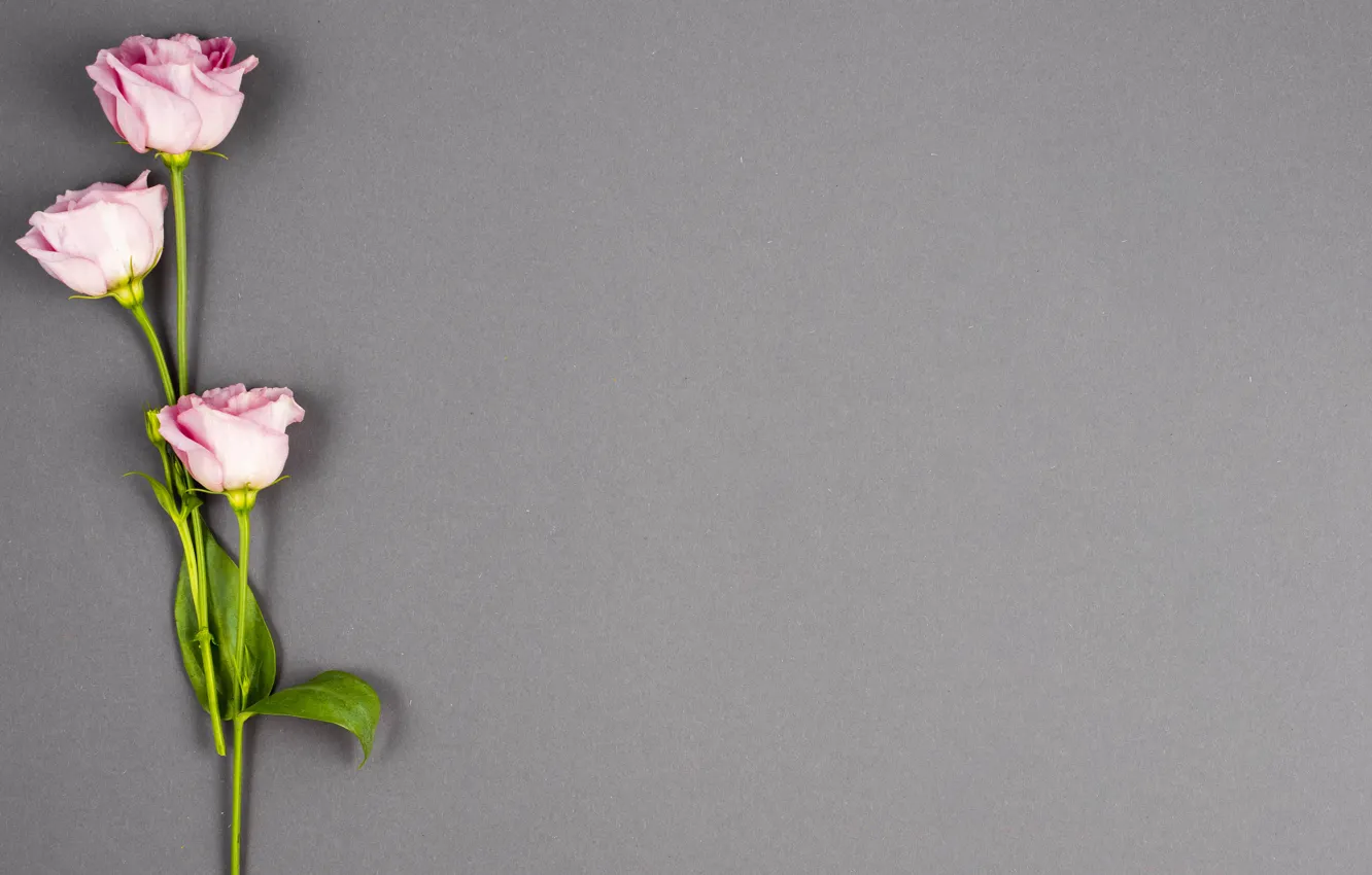 Фото обои цветы, фон, розовые, бутоны, pink, flowers, эустома, eustoma