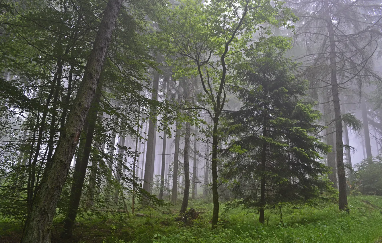 Фото обои лес, деревья, природа, туман, Германия, Germany, Rheinland-Pfalz, Ralf Gotthardt