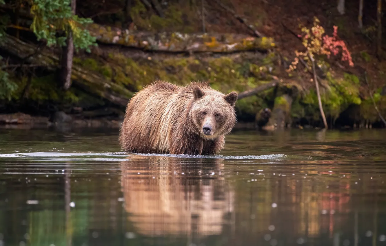 Фото обои взгляд, природа, поза, отражение, берег, медведь, купание, водоем