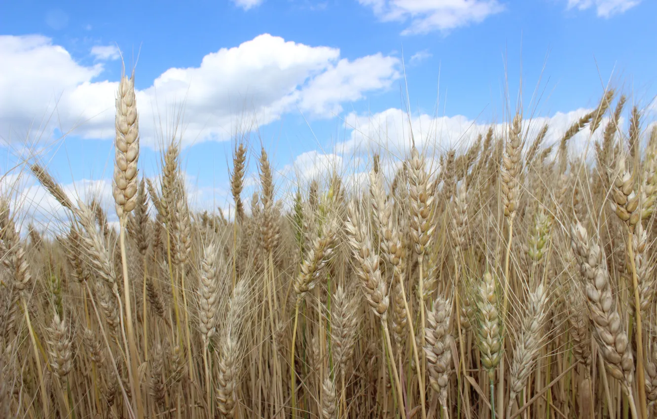 Фото обои пшеница, лето, урожай, хлеб