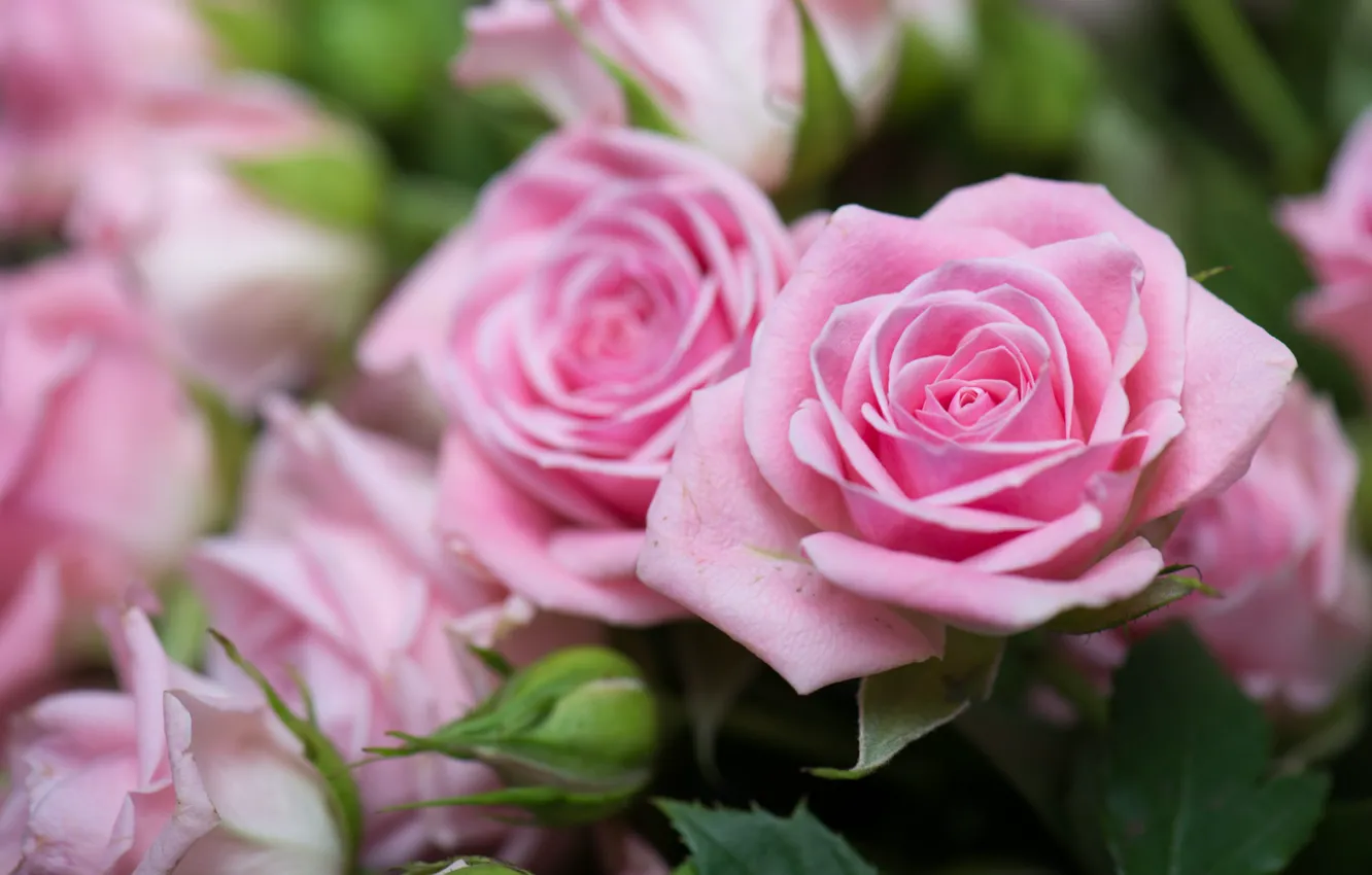 Фото обои розы, размытость, розовая роза