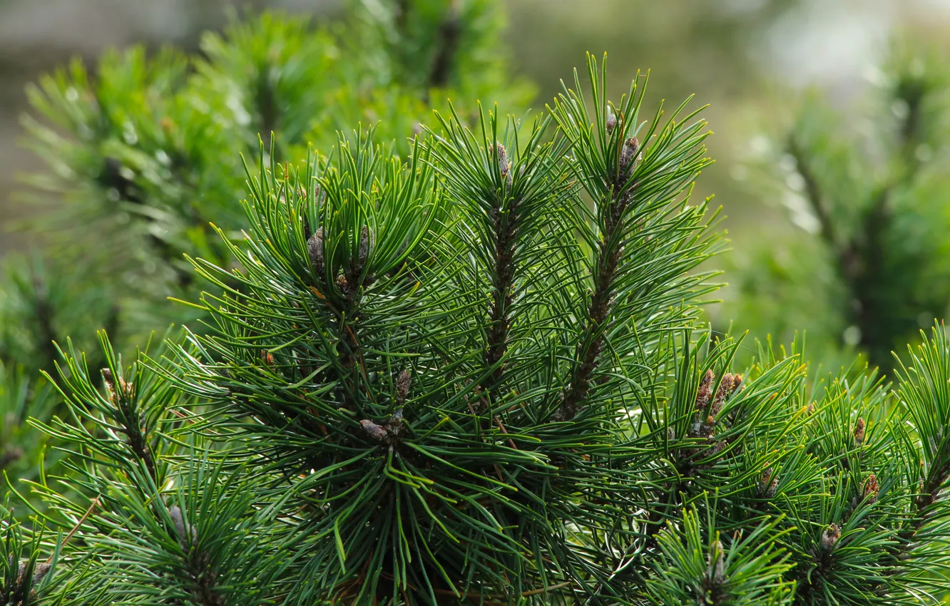 Фото обои tree, pine, twig