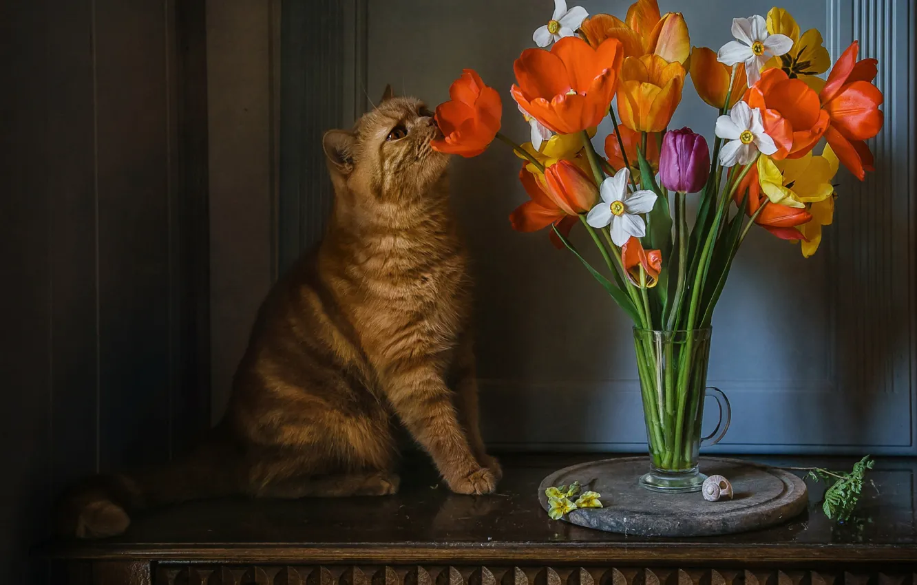 Фото обои кошка, кот, цветы, стол, животное, бокал, тюльпаны, нарциссы