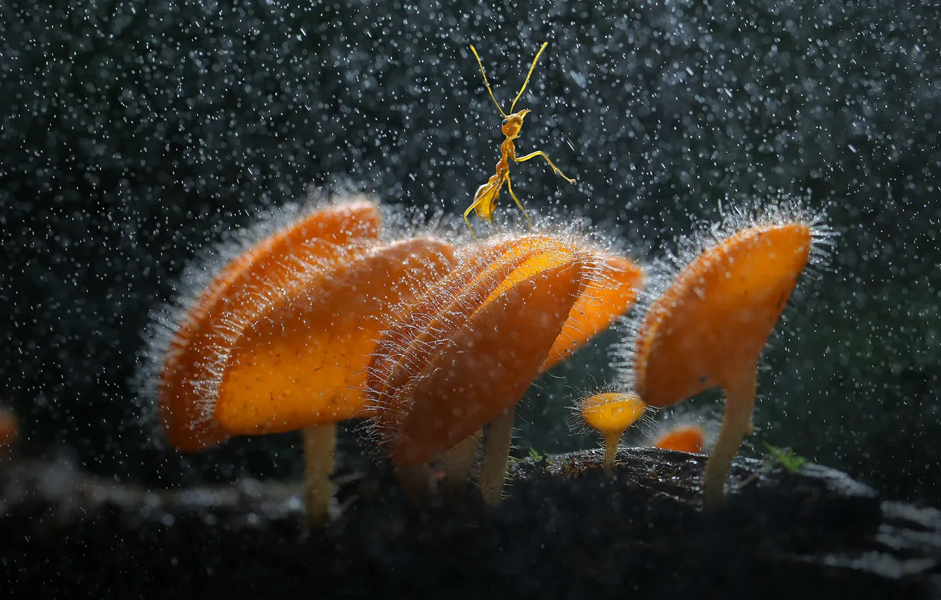 Фото обои mushroom, insect, rainforest, ant