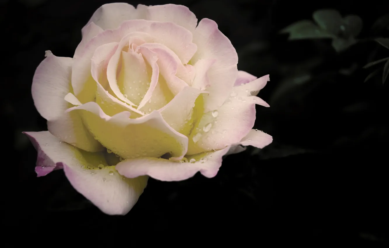 Фото обои цветок, капли, макро, роса, темно, роза, нежная