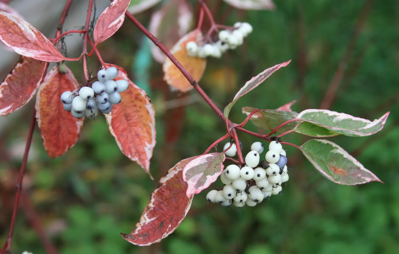 Фото обои осень, природа, ягоды, обои, белые, проулка, деоевня