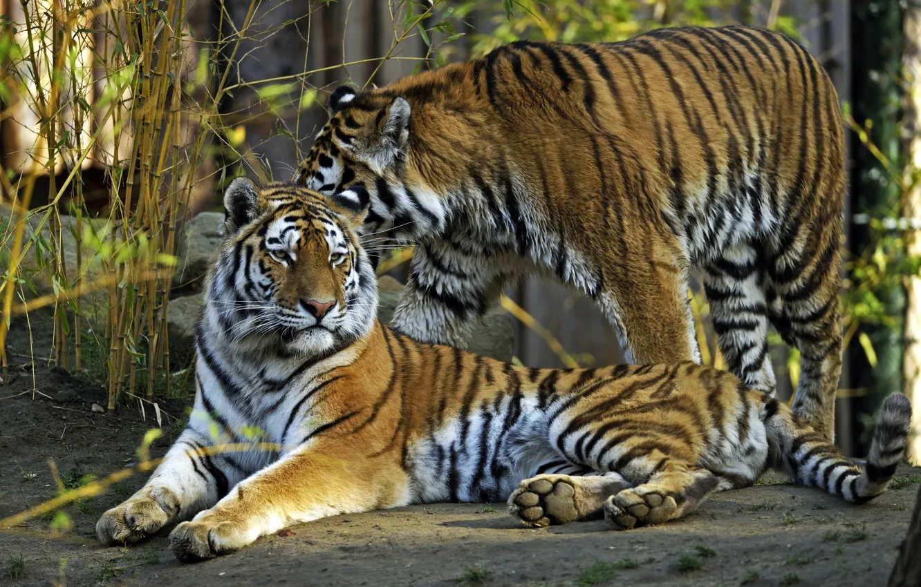 Фото обои кошки, тигр, пара, амурский
