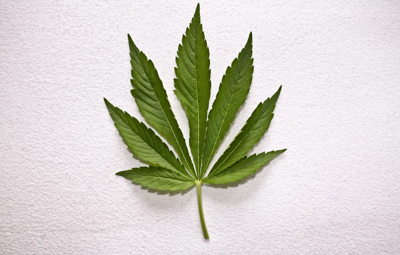 Фото обои Leaf, Weed, White Wall, Cannabis