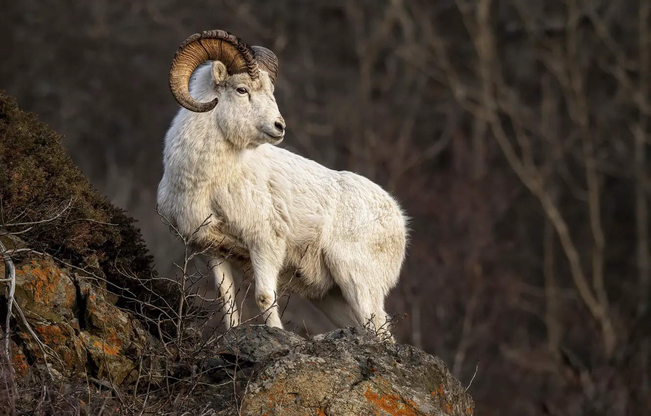 Фото обои природа, фон, Dall Sheep