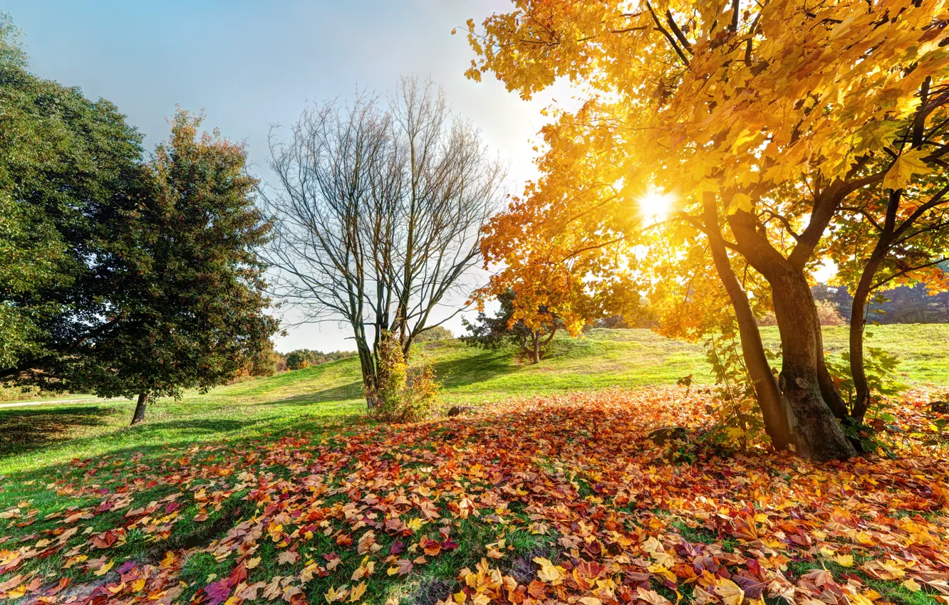 Фото обои Солнце, Осень, Деревья, Autumn, Лесной пейзаж, Осенний пейзаж в парке, Sunny blue sky, Зеленая природа