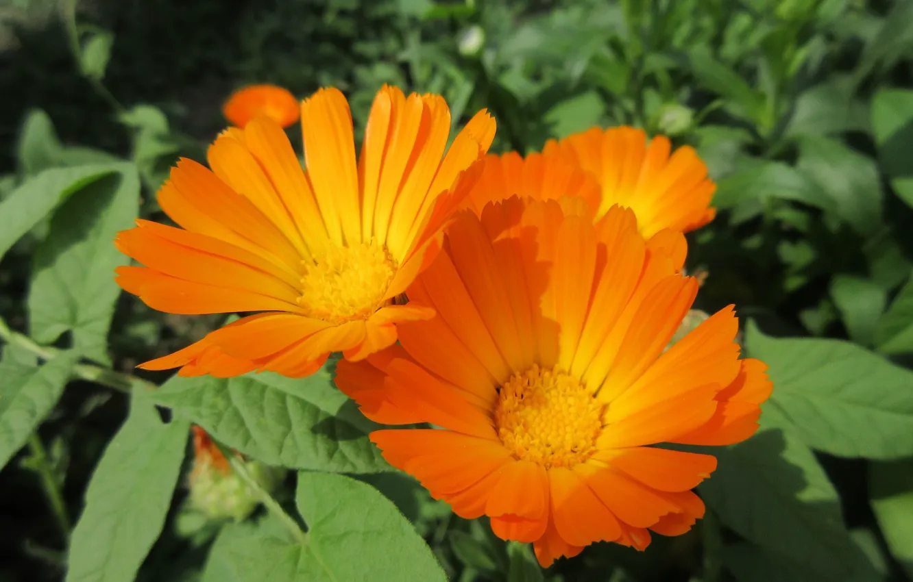 Фото обои цветы, календула, Meduzanol ©, Лето 2018