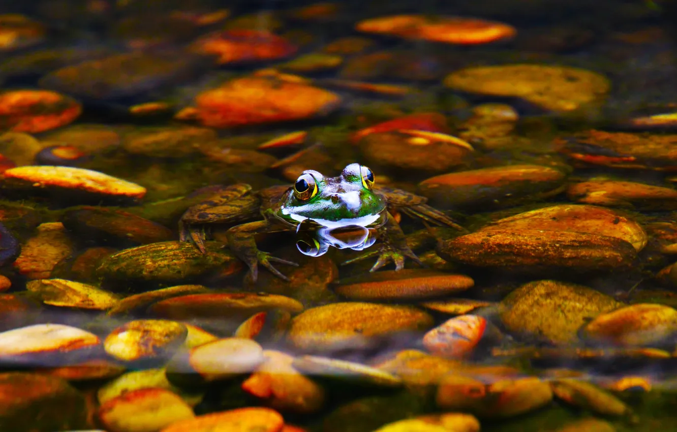 Фото обои вода, галька, камни, лягушка, дно, купание, водоем, плавание