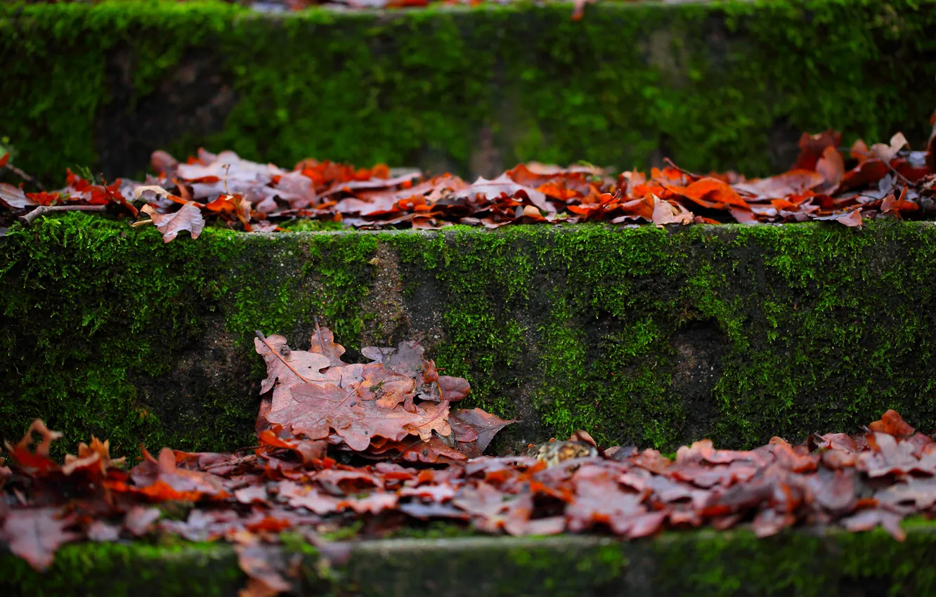 Фото обои осень, макро, листва, мох, ступени