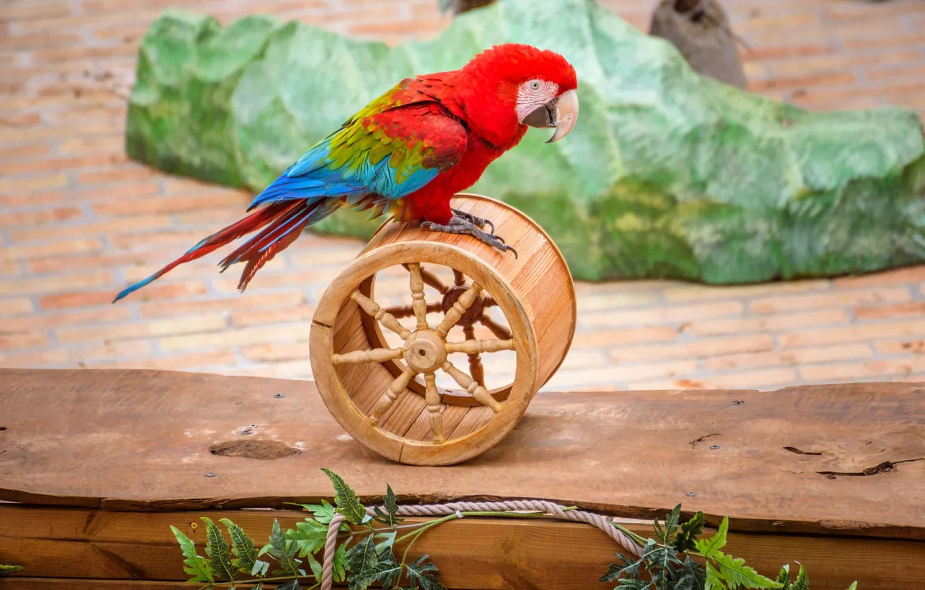 Фото обои листья, красный, яркий, фон, птица, камень, плитка, игрушка