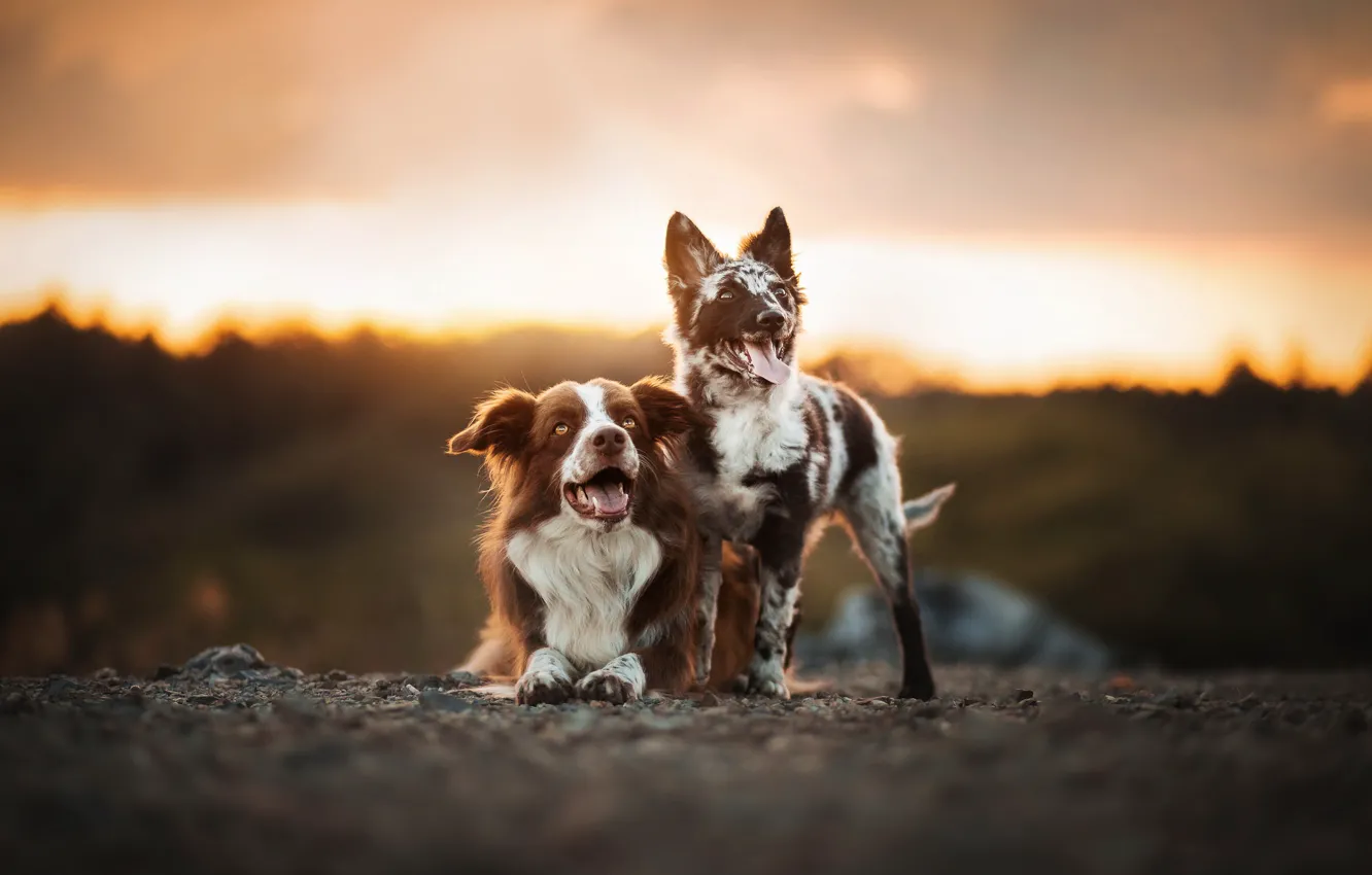 Фото обои собаки, природа, друзья