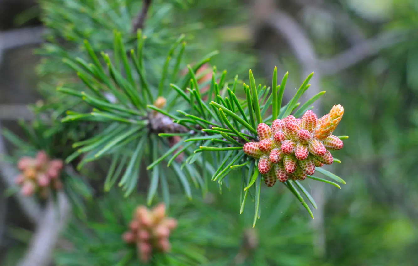 Фото обои spring, pine, twig