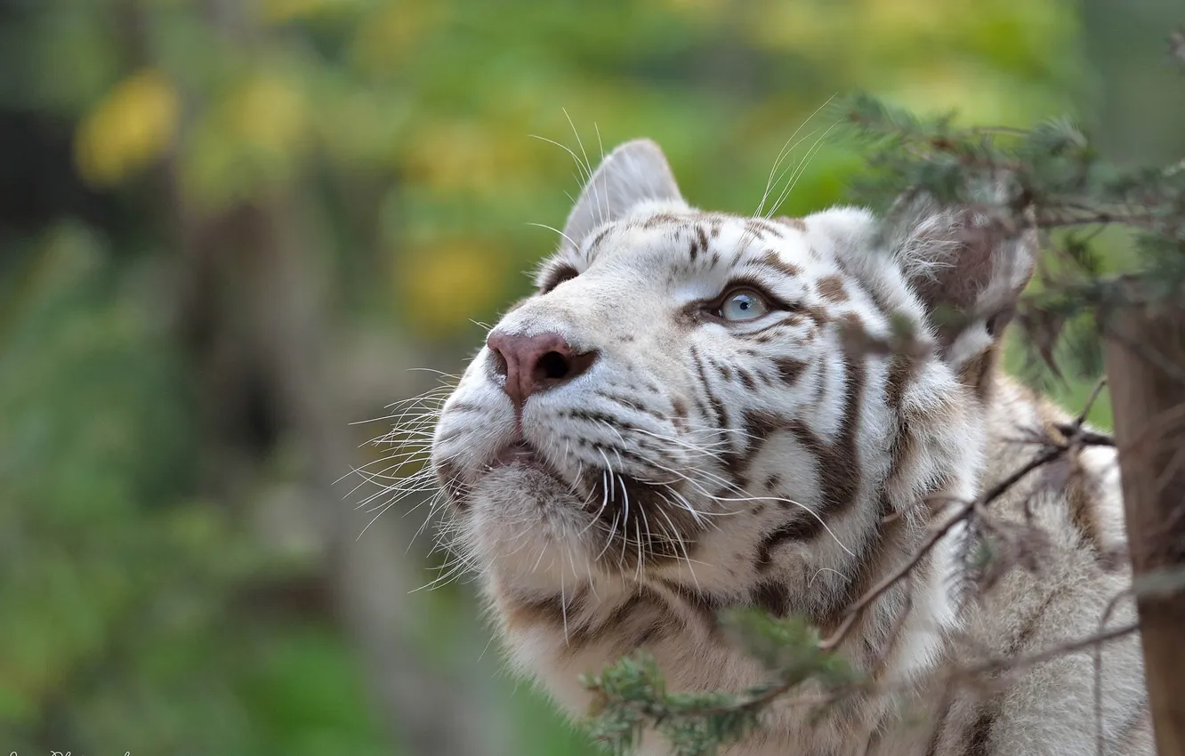 Фото обои морда, интерес, хищник, белый тигр, дикая кошка, внимание, любопытство, взгляд вверх
