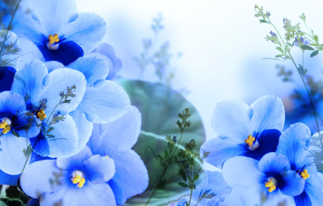 Фото обои листья, цветы, ветки, лепестки, цветение, синие, листики, фиалки