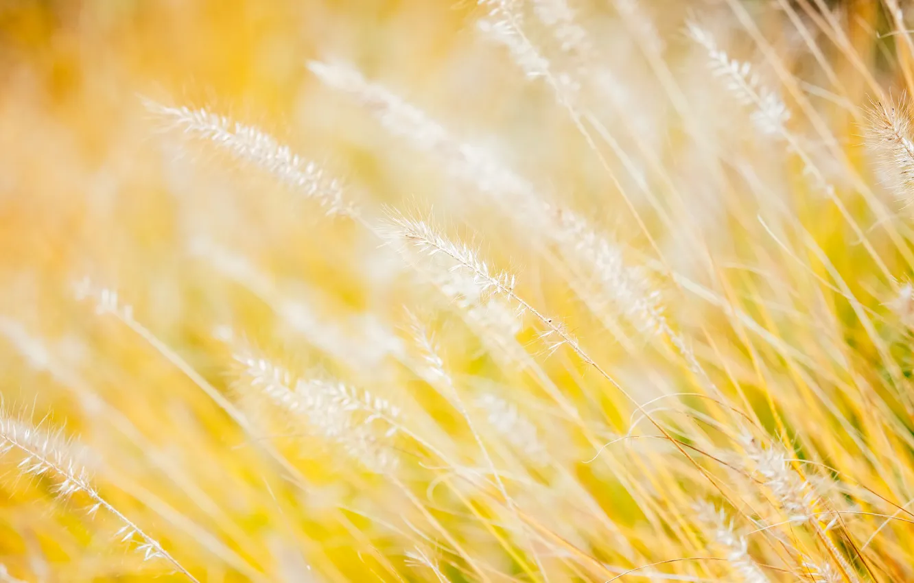 Фото обои поле, трава, макро, луг