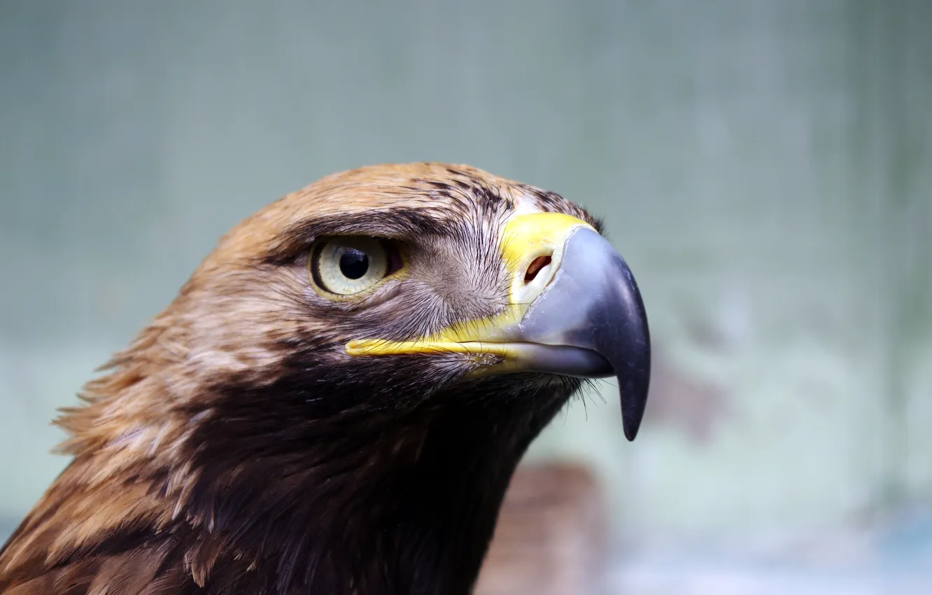Фото обои bird, wildlife, wing, beak