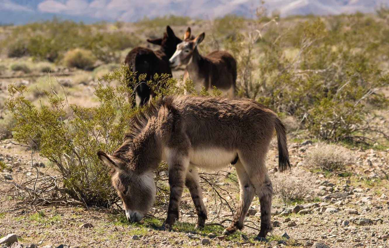 Фото обои Северная Америка, North America, Donkeys, Mojave Desert, Пустыня Мохаве, Ослы