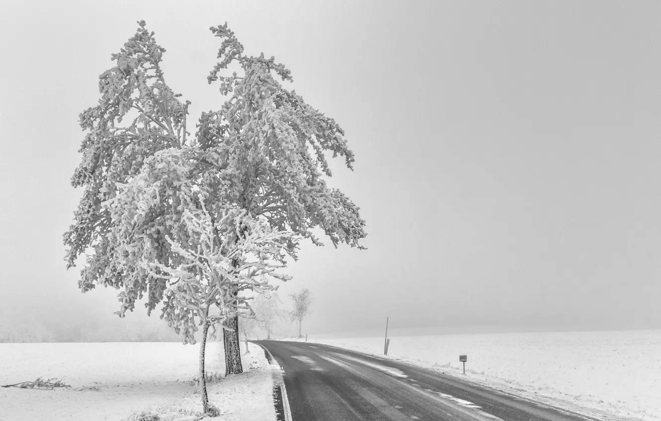 Фото обои дорога, снег, туман, дерево
