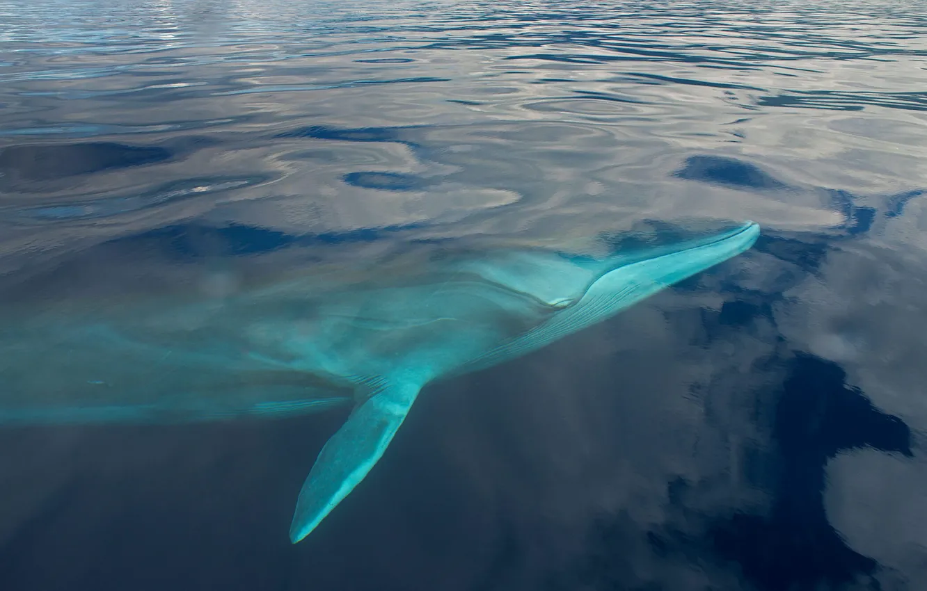 Фото обои настоящий полосатик, обыкновенный полосатик, сельдяной полосатик, финвал, сельдяной кит
