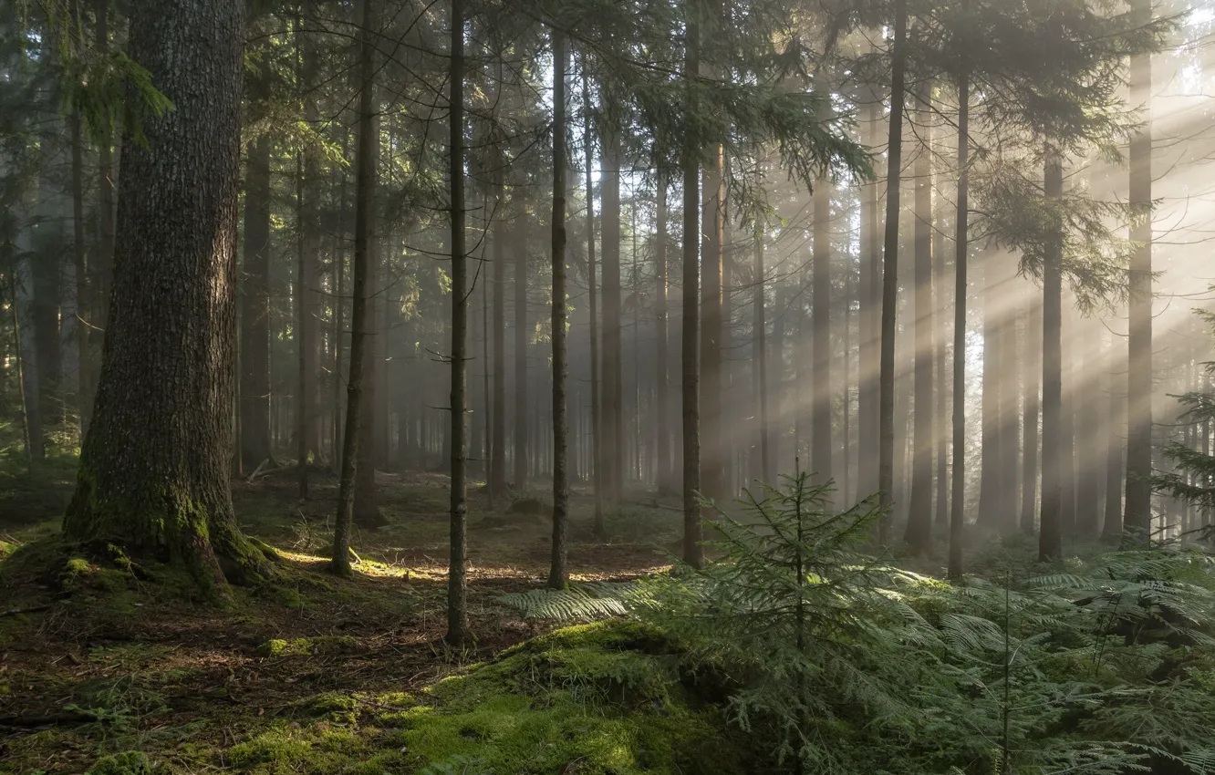 Фото обои лес, деревья, дымка, солнечный свет