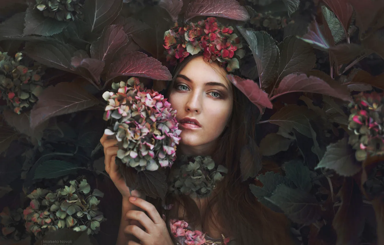 Фото обои взгляд, девушка, цветы, фото, гортензия, Marketa Novak