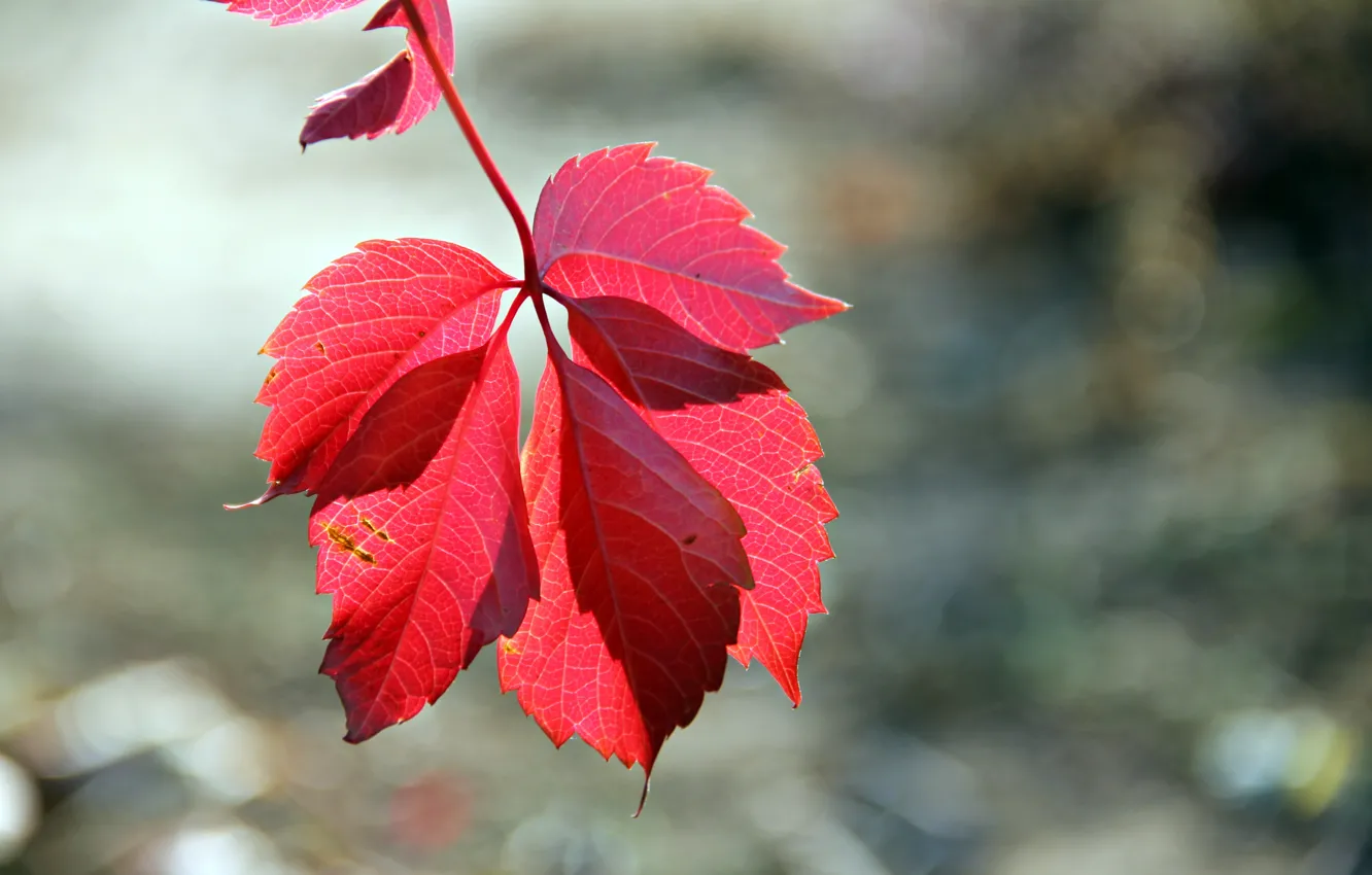 Фото обои осень, природа, лист, атмосфера, прожилки, картинка, nature, широкоформатные