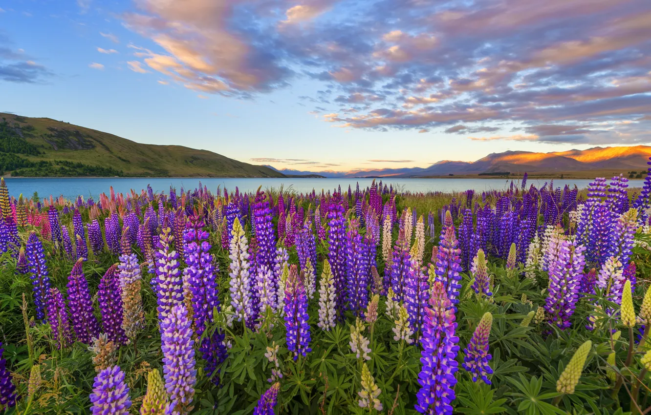 Фото обои поле, цветы, горы, озеро, field, landscape, flowers, lake