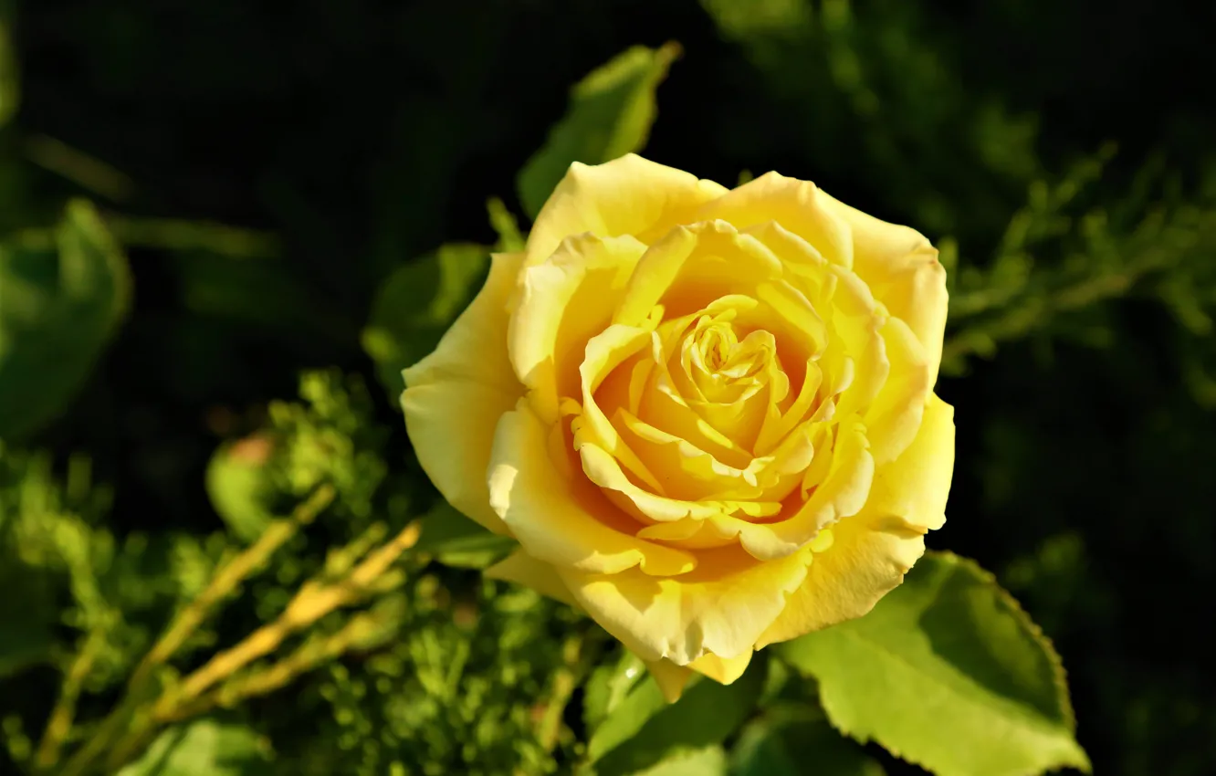 Фото обои цветок, листья, темный фон, роза, желтая, боке