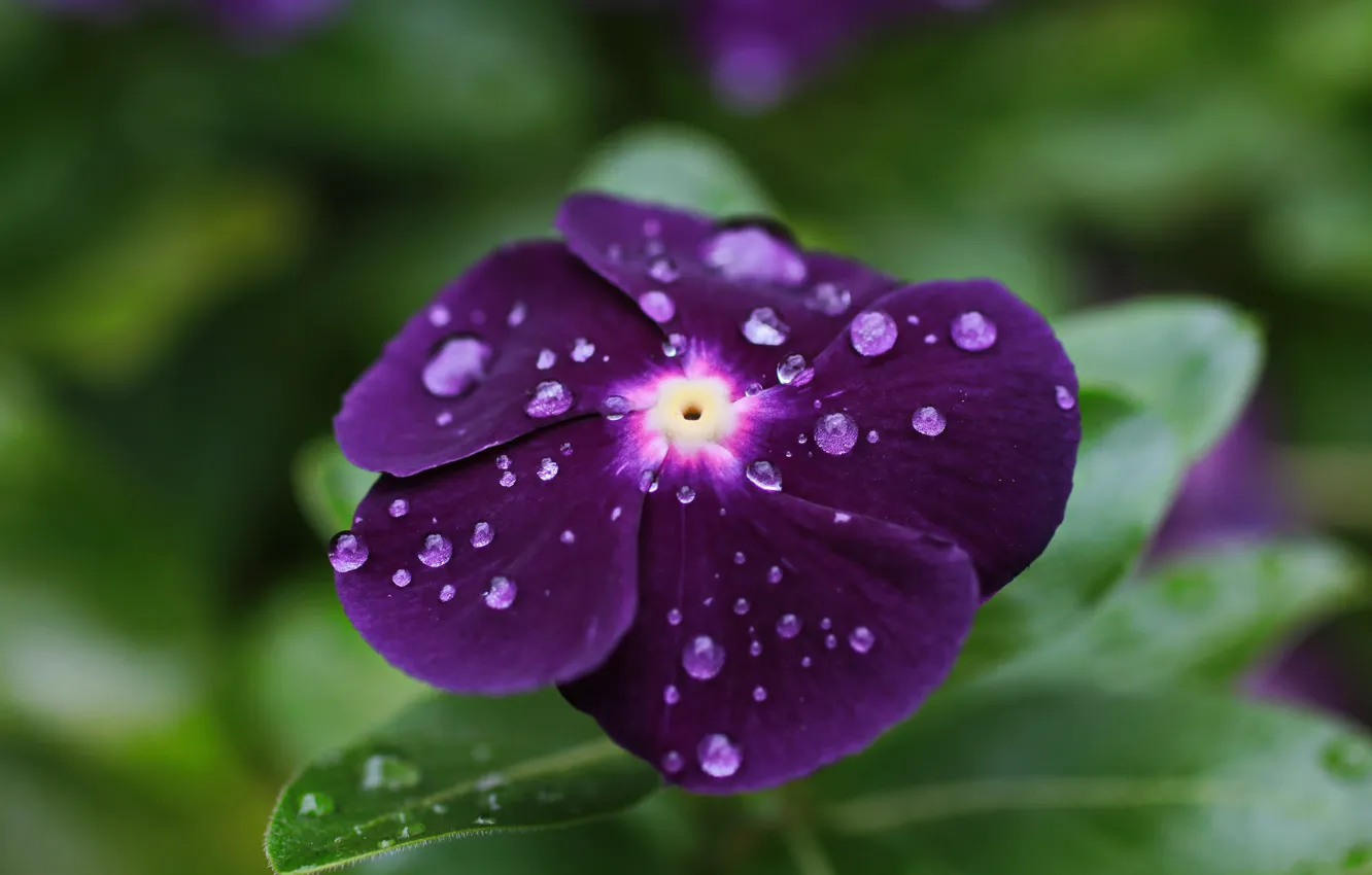 Фото обои drops, petals, violet