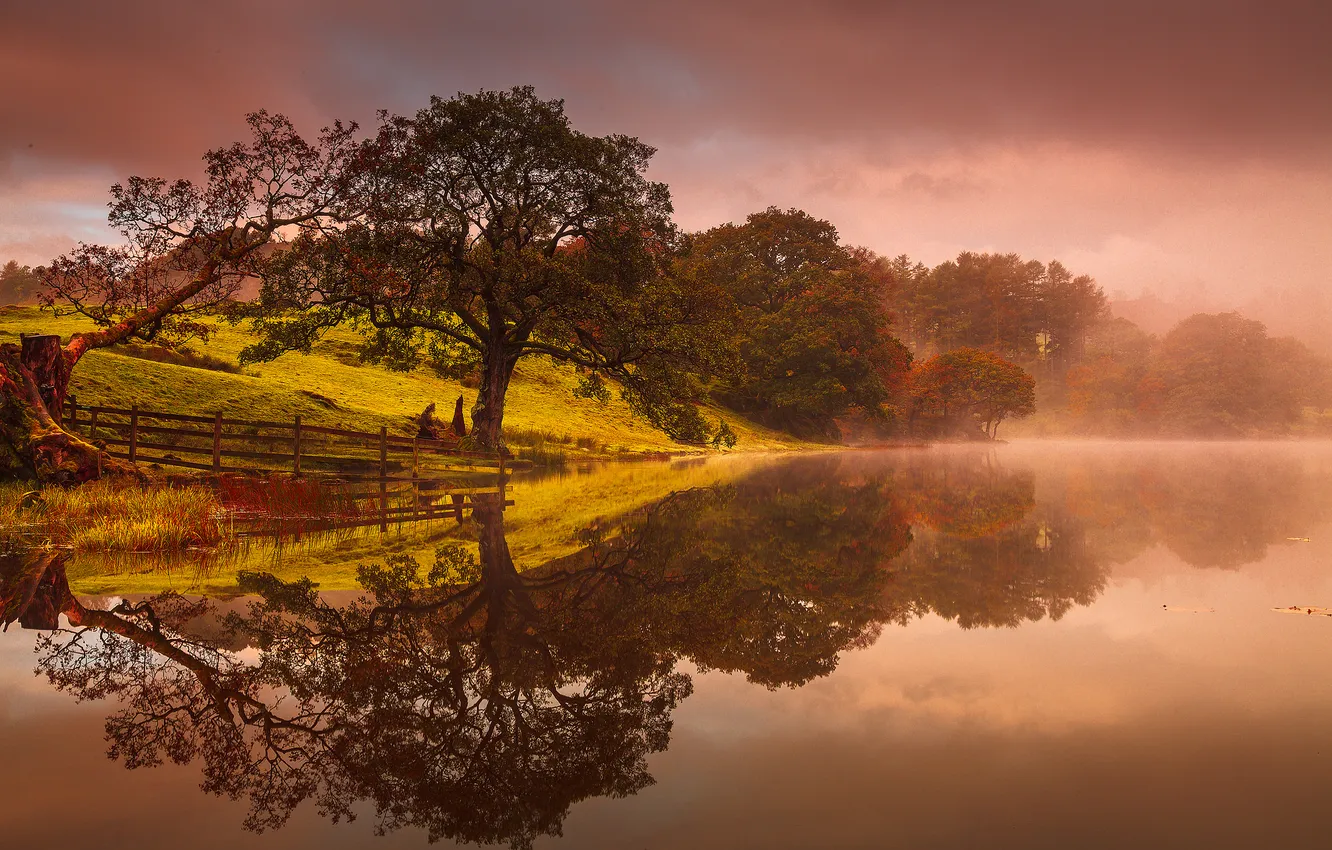 Фото обои деревья, туман, озеро, отражение
