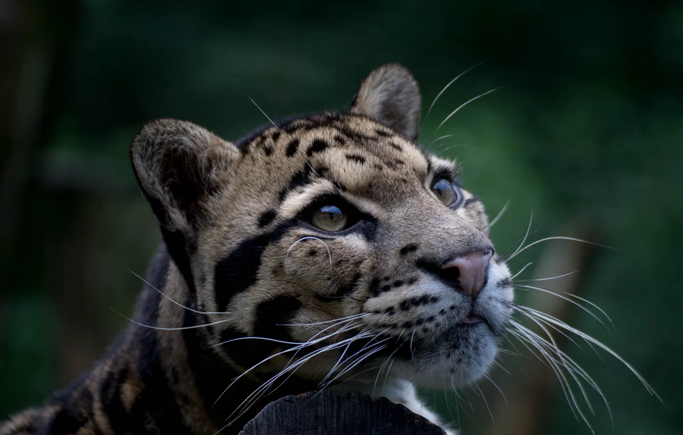 Фото обои взгляд, хищник, окрас, дикая кошка, дымчатый леопард