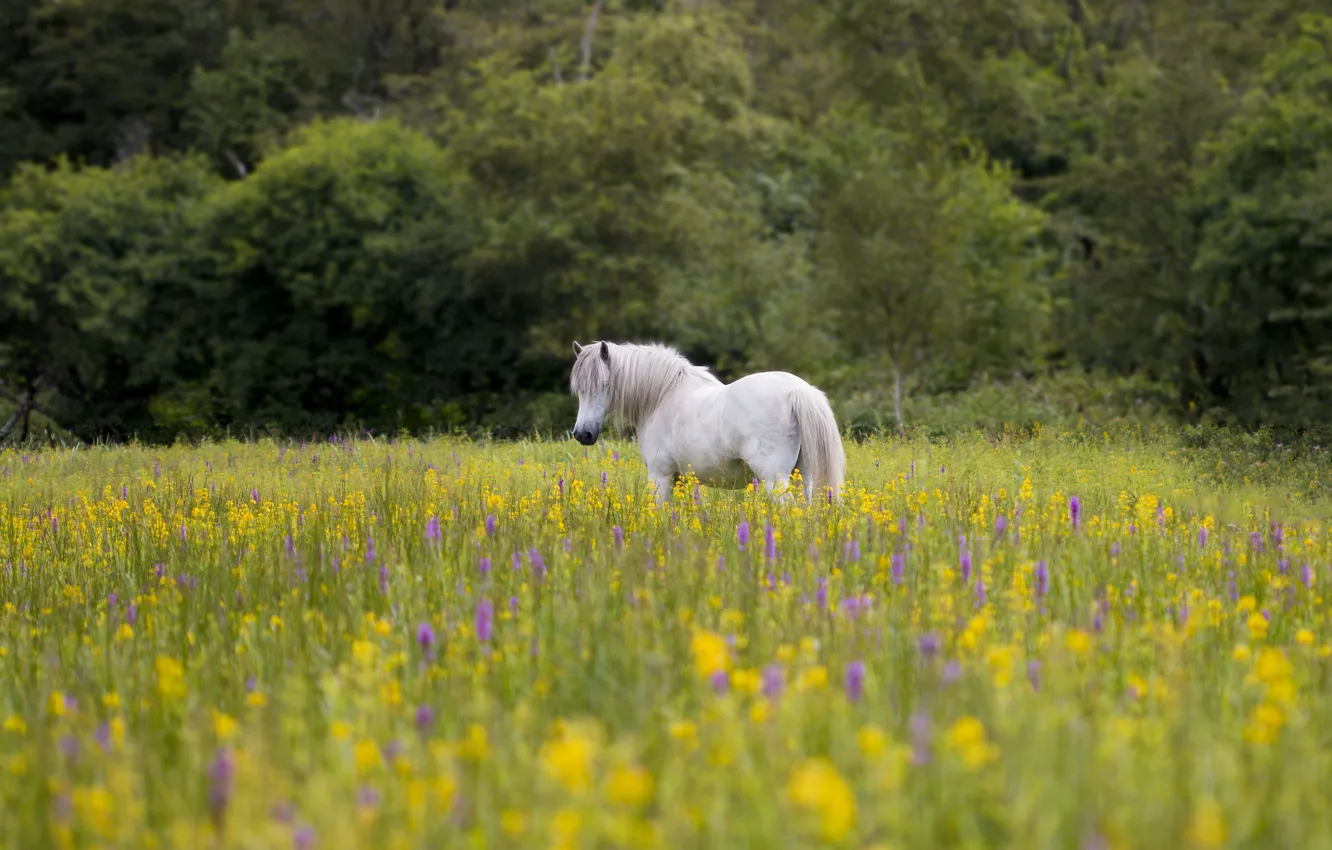 Фото обои цветы, конь, лошадь, луг