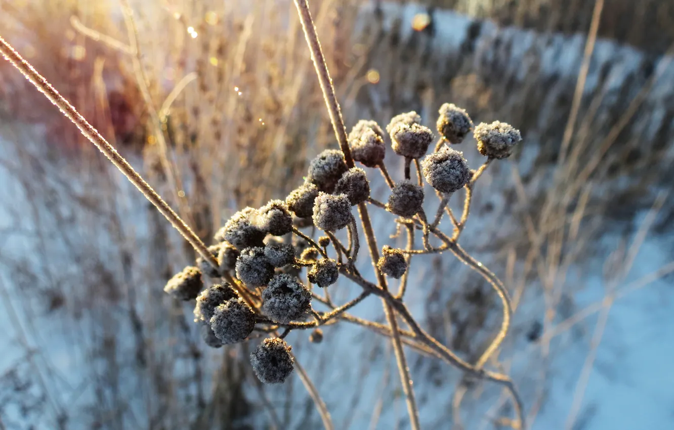 Фото обои солнце, макро, снег, мороз, кусты
