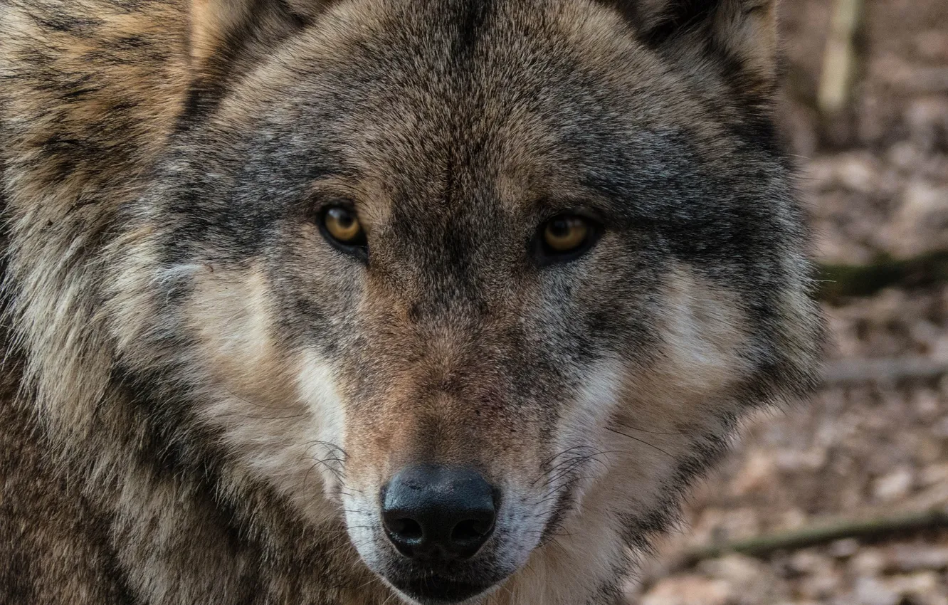 Фото обои nature, snow, predator, face, animal, wolf, wildlife, portrait
