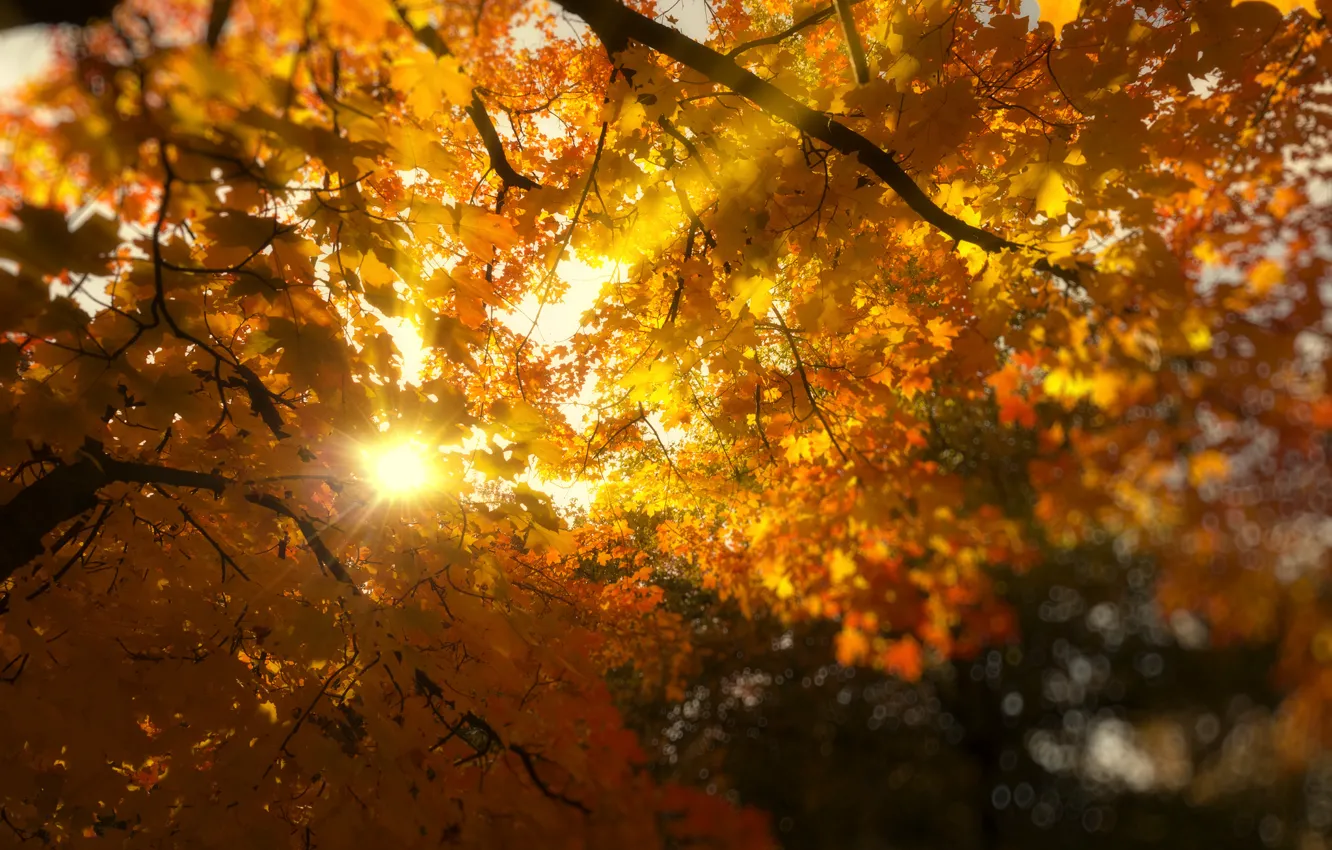 Фото обои листья, солнце, лучи, свет, деревья, ветки, природа, листва