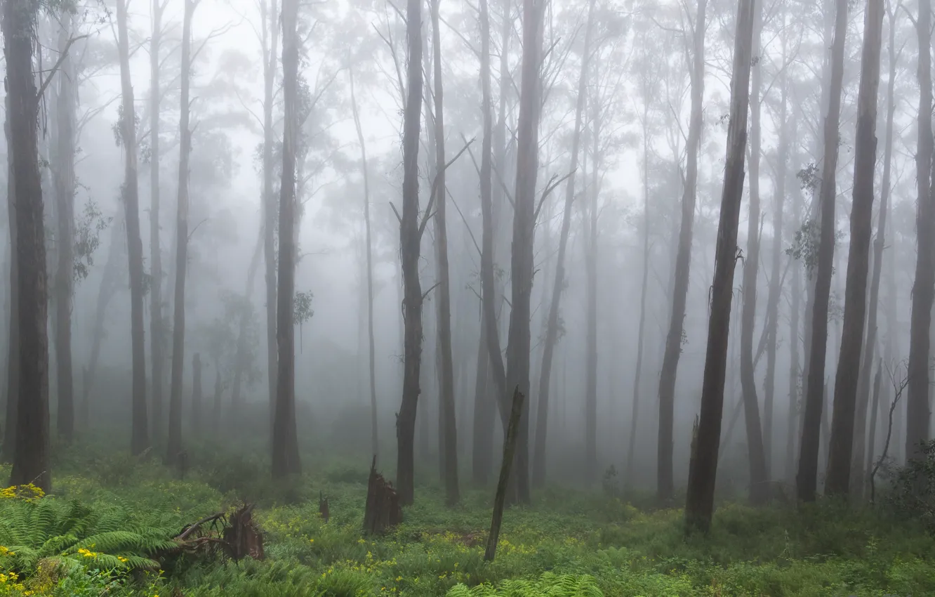 Фото обои лес, деревья, природа, туман, Виктория, Австралия, папоротник, Australia